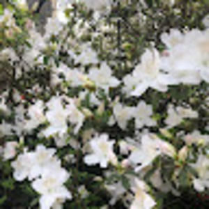 Meet your Posher, Erika